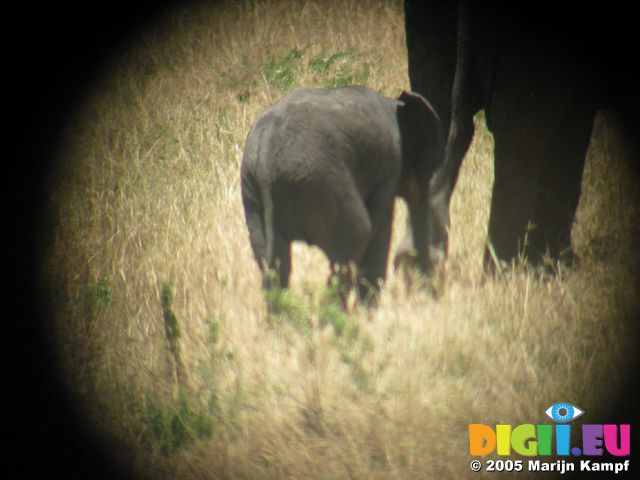 14782 Elephant through binoculars